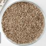False Aralia, Dizygotheca Seed - Packet thumbnail number null